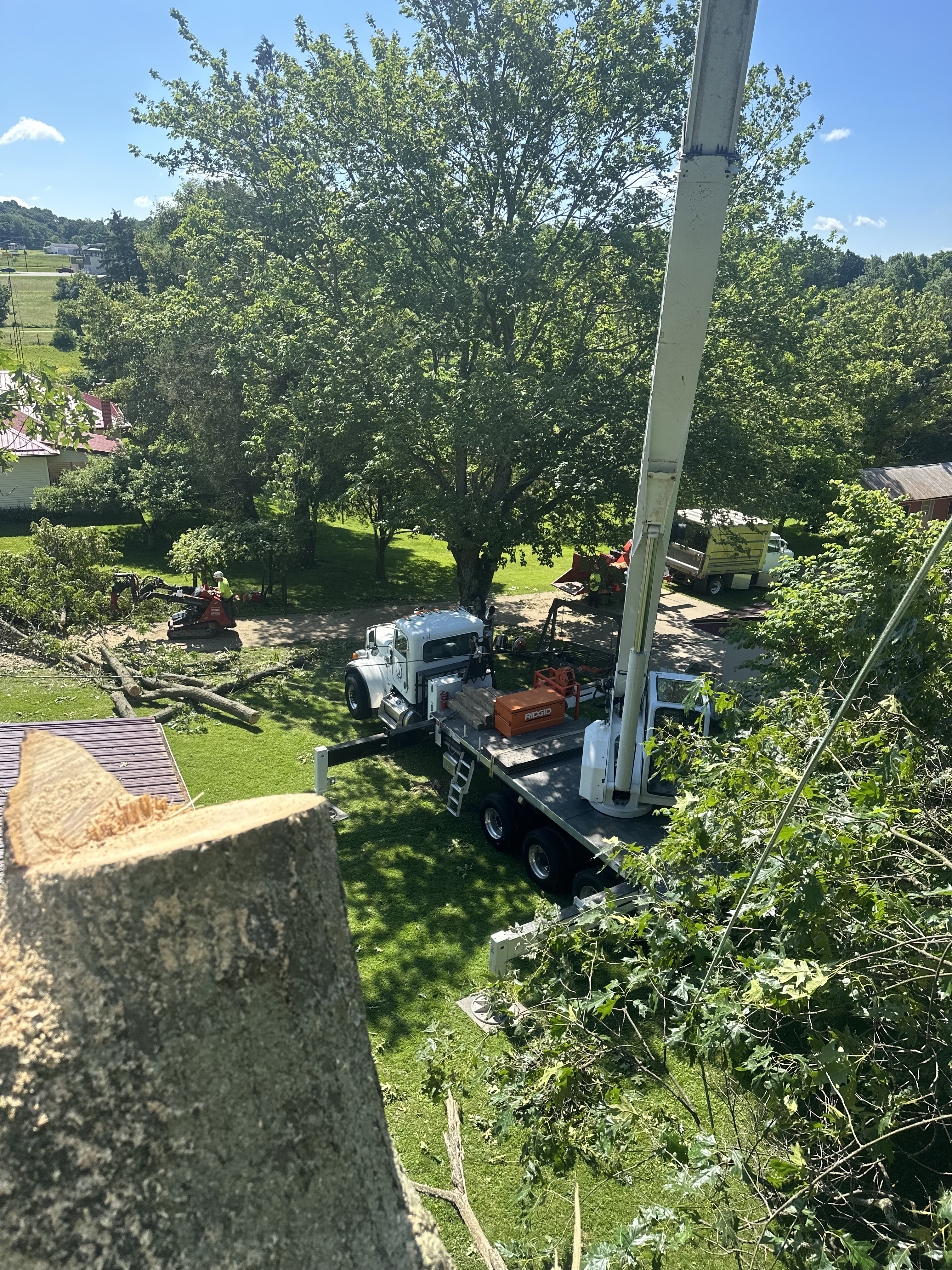 Clean Cut Tree Solutions forestry and tree service crew