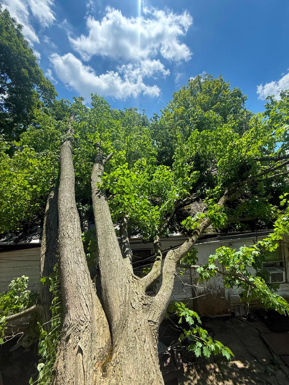Professional tree service crew and equipment in Carroll County Ohio